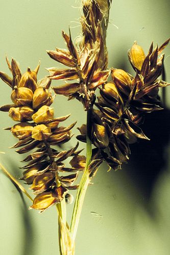 Carex raynoldsii